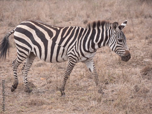 zebra in nairobi national park