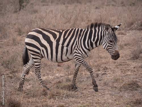 zebra in nairobi national park