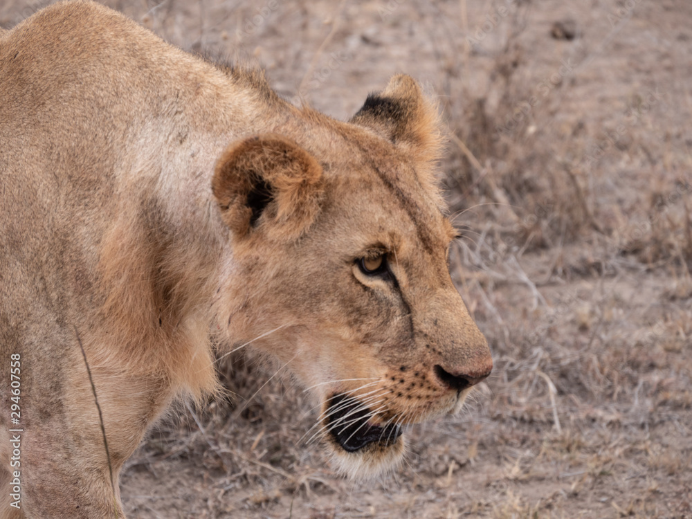 lion in nairobi national park lion in nairobi national park