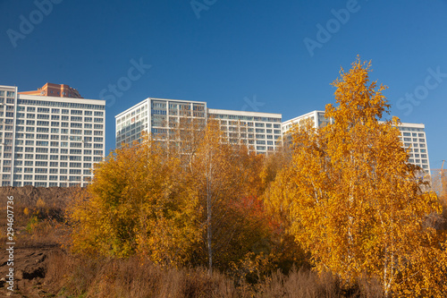 Yellow trees against the blue sky.