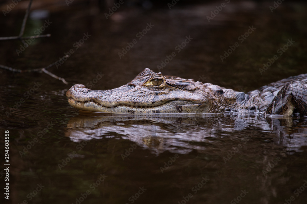 Alligator in Tortuguero National Park of Costa Rica