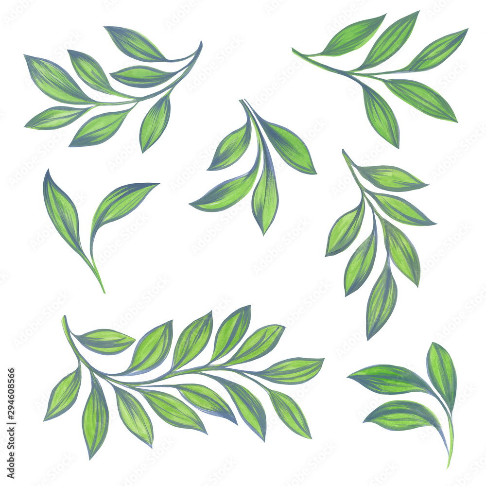 Drawn leaves on a white background. Isolated green leaves.