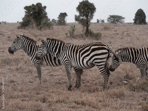 zebra in nairobi national park