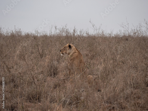 lion in grass