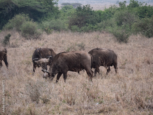 cape buffalo
