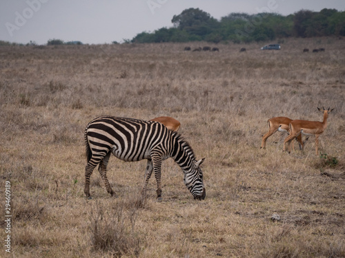 zebra in nairobi national park
