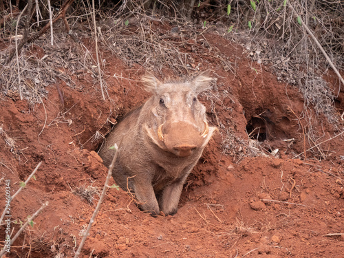 pig in the mud