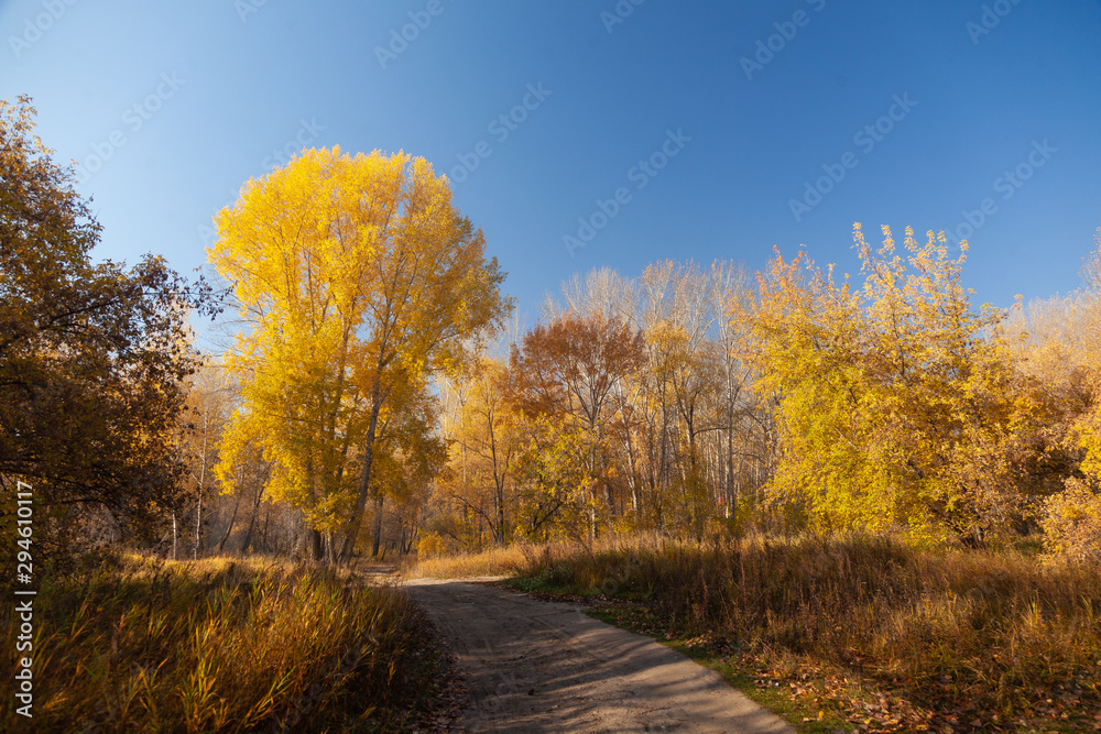 Yellow trees against the blue sky. Yellow trees against the blue sky.