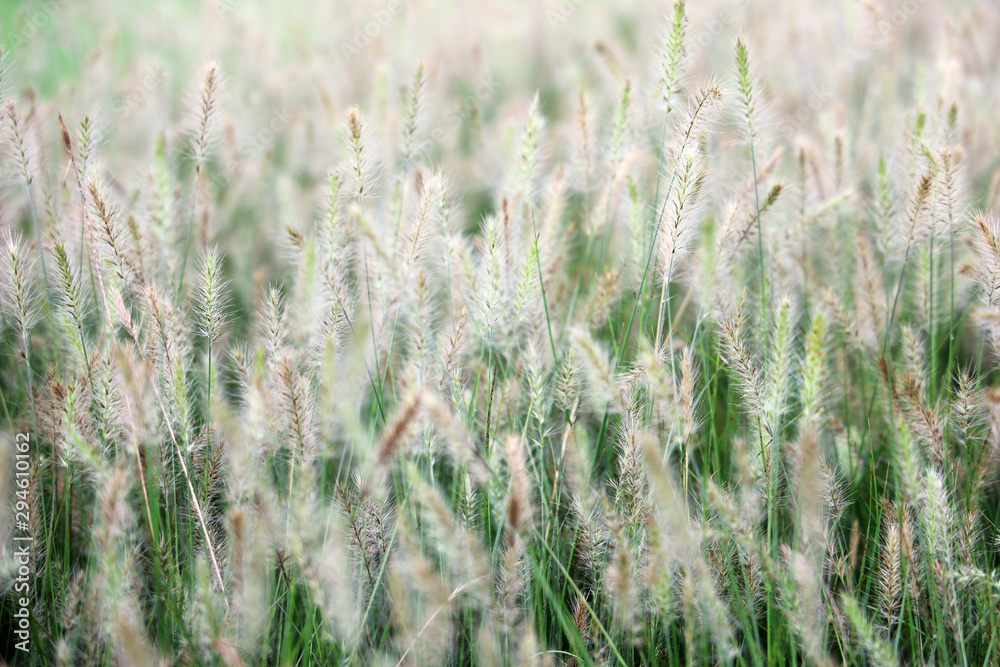 texture field of reeds grass plant background texture field of reeds grass plant background