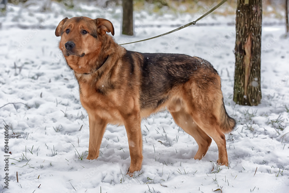 Naklejka premium Red-haired dog mongrel in winter on a leash