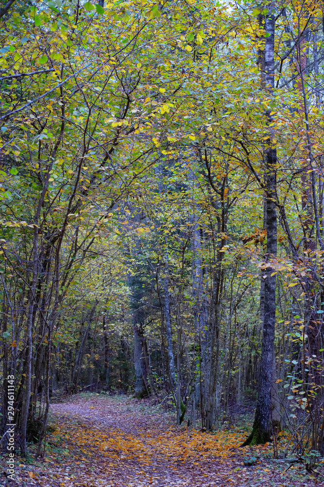 Fototapeta premium Alley in the dark forest in autumn