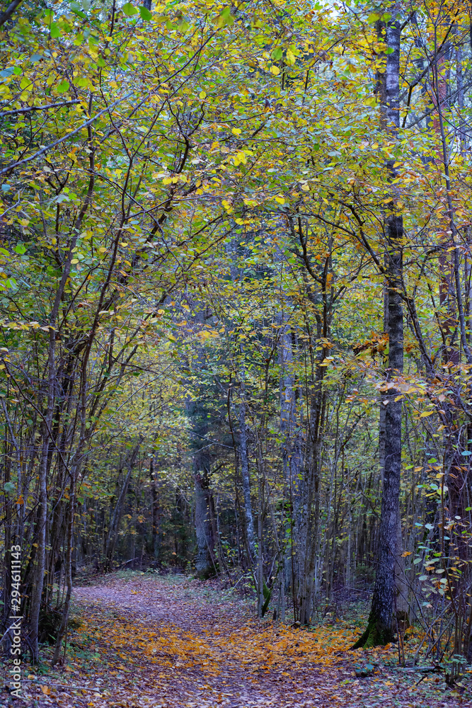 Alley in the dark forest in autumn