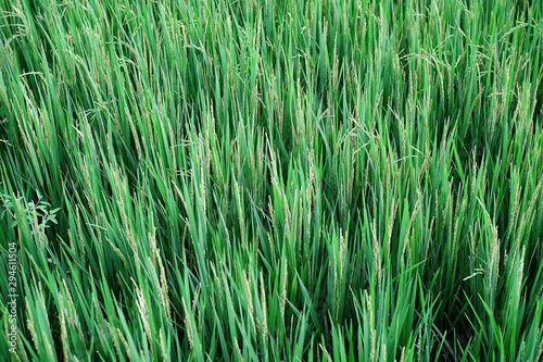 The growing rice plants that are to be harvested in the near future.