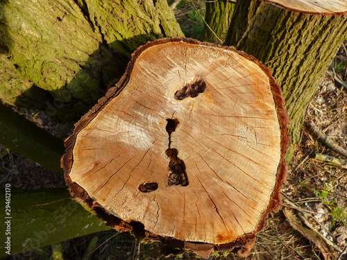 Jahresringe eines Baumes der abgesägt wurde