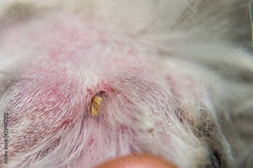 Dry Foxtail grass seed between fingers of a white dog
