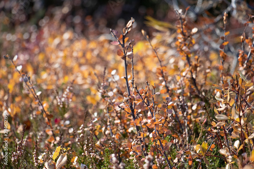 autumn nature leaves 