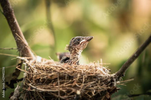 Close-up of newborn baby bird in the nest on the branches in nature.