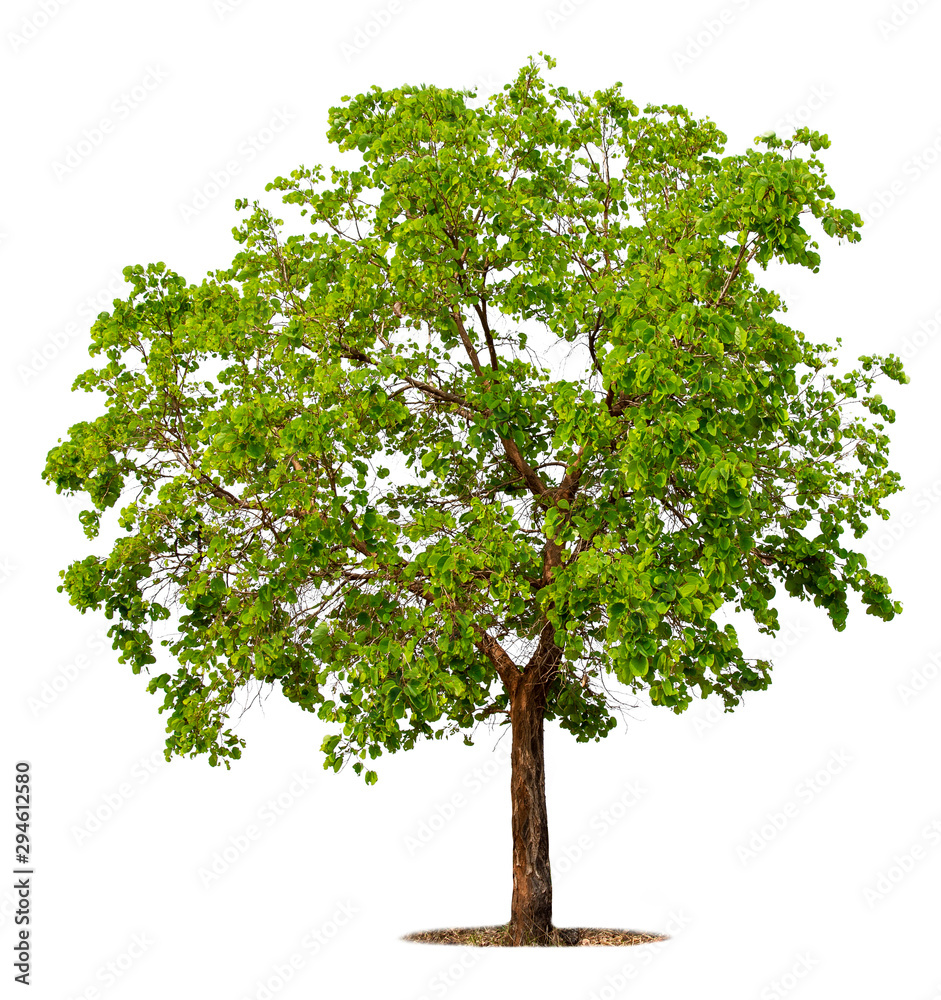 Obraz premium Big green tree isolated on white background with clipping path. Tropical trees