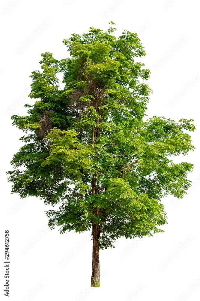 Fototapeta premium Green tree isolated on white background with clipping path. Tropical trees
