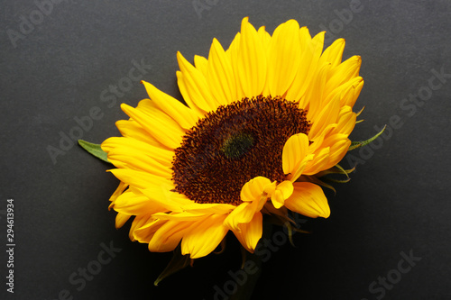 Sunlower blossom colorful natural plant close up macro photo photo