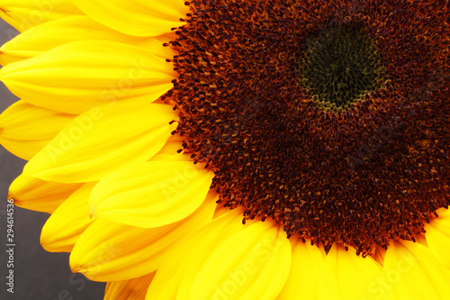 Sunlower blossom colorful natural plant close up macro photo photo