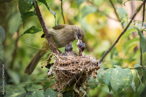 Mother bird feeding her newborn baby in nest on the tree.