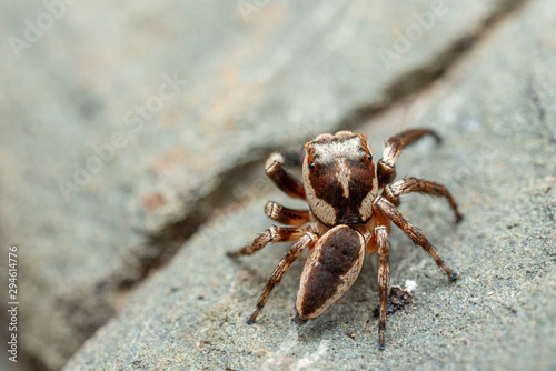 Fotografie The Northern Jumping Spider, Euryattus sp