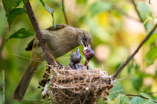 Mother bird feeding her newborn baby on nest in the tree. Close up