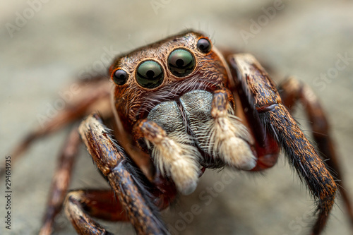 The Northern Jumping Spider, Euryattus sp., with large eyes and fluffy palps