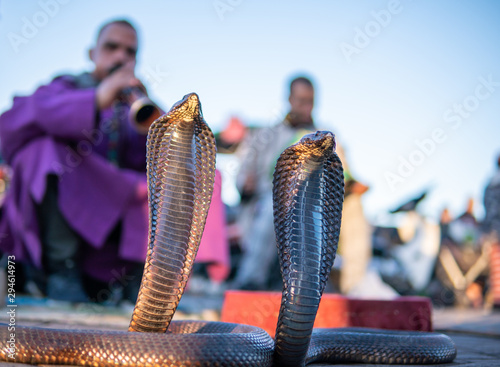 фотографія Cobra enchanter sitting in the street with his cobra