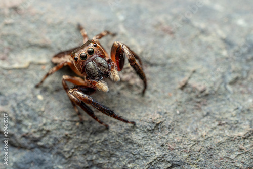 The Northern Jumping Spider, Euryattus sp., with large eyes and fluffy palps