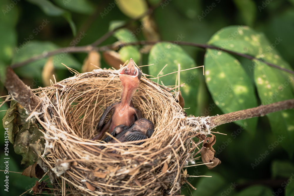 Close-up, two newborn baby birds in the nest on the branches in nature.