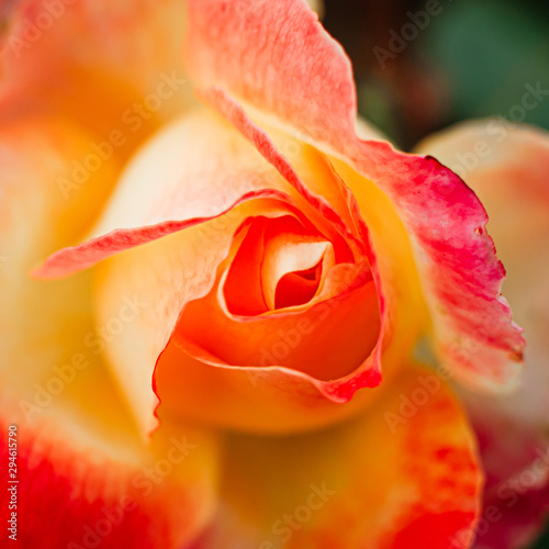 tender bud of a red-yellow rose on a bush in the garden. An interesting mix of colors. Selection in horticulture.