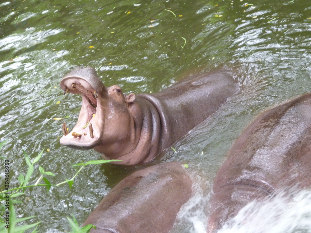 Fototapeta premium hippopotamus in water