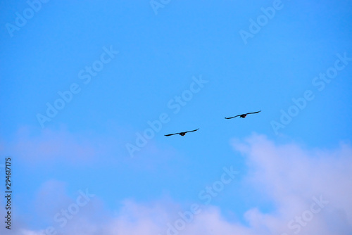 ducks flying in the sky