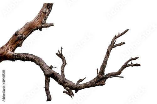 Fototapeta Branch of dead tree isolated on white background with clipping path