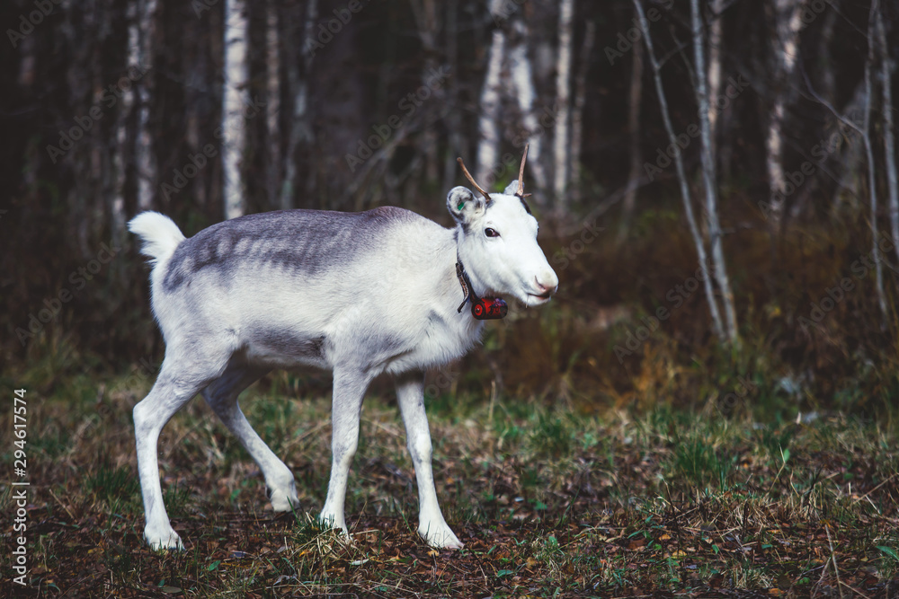 Obraz premium Group herd of deer caribou reindeers, Finnish forest reindeer, pasturing in Oulanka National Park, a finnish national park in the Northern Ostrobothnia and Lapland regions of Finland