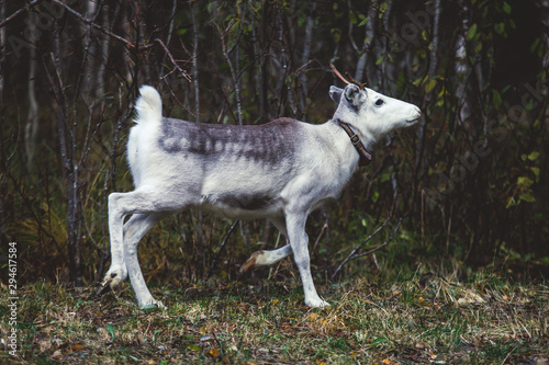 Group herd of deer caribou reindeers, Finnish forest reindeer, pasturing in Oulanka National Park, a finnish national park in the Northern Ostrobothnia and Lapland regions of Finland photo