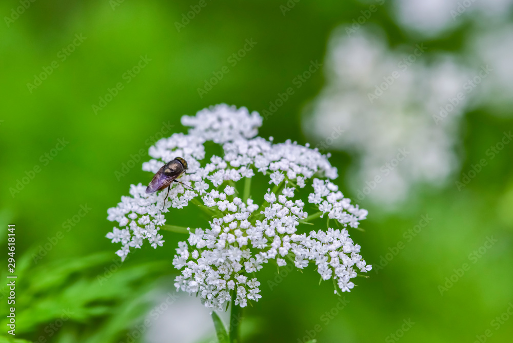 Close-ups of different insects inhabiting wild plants Close-ups of different insects inhabiting wild plants