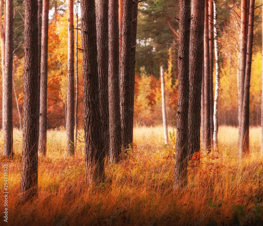 Fototapeta premium autumn forest