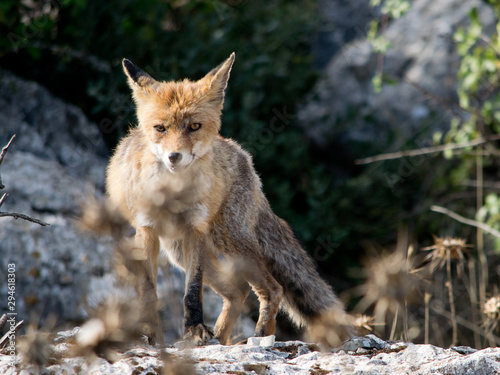 Red fox . Torcal de Antequera. Spain