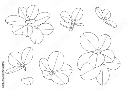 Leaves line single leaf and leaf pattern black Bring to color decorate on white background illustration  vector