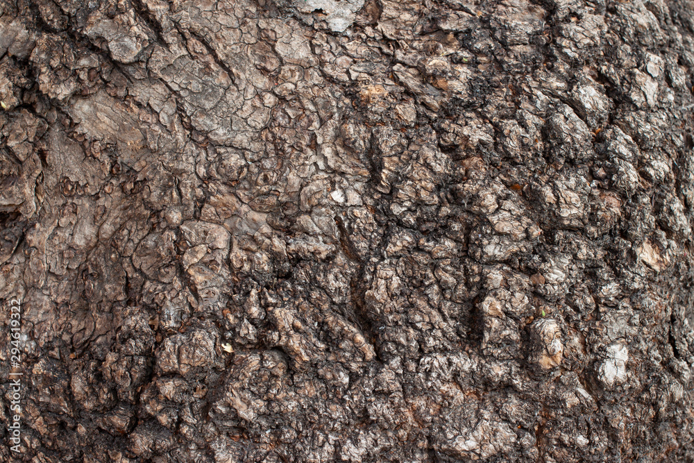 Texture of tree bark macro Texture of tree bark macro