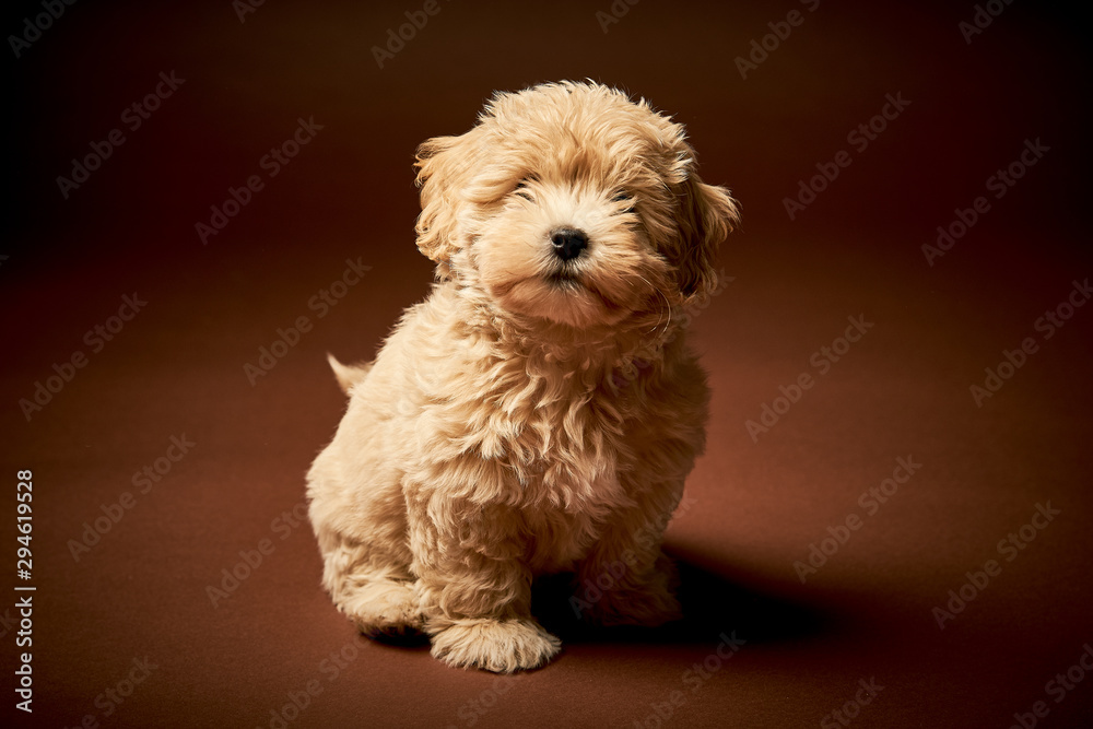 little puppy dog sits on a brown background little puppy dog sits on a brown background