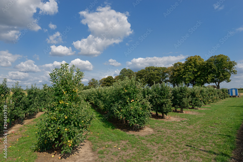 Apfelplantage am Niederrhein