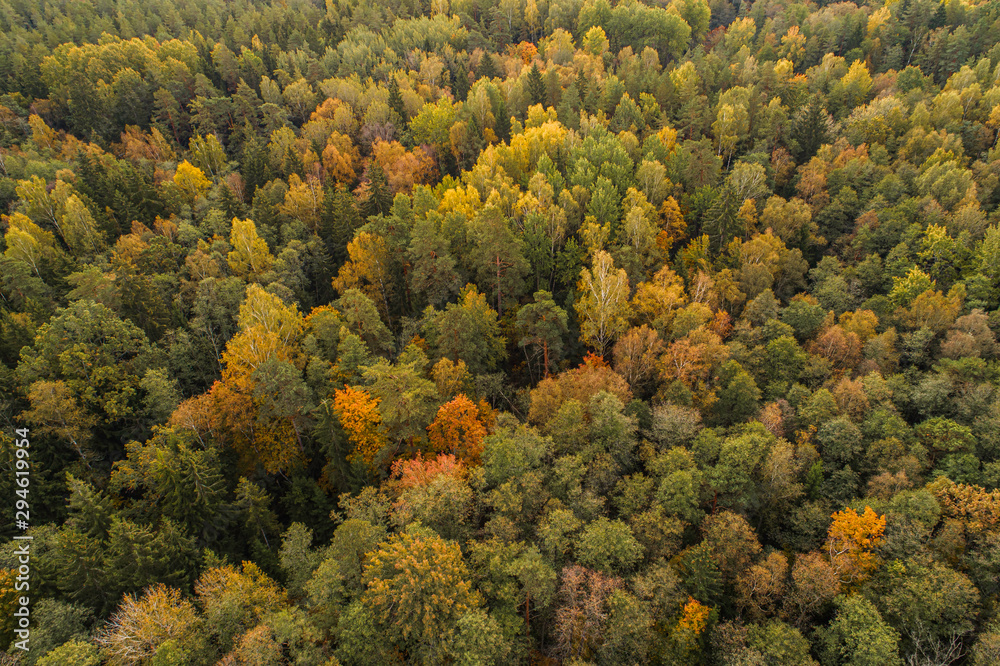 Naklejka premium Aerial view of thick forest in colourful autumn season in Gauja National Park, latvia.