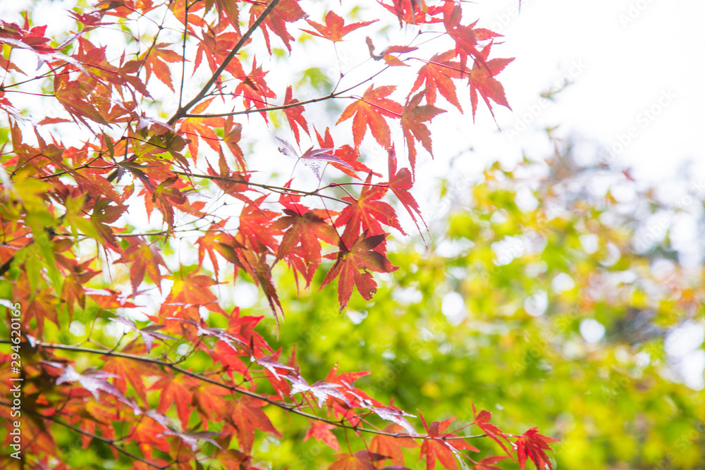 Colorful red yellow maple leaf on tree autumn season Colorful red yellow maple leaf on tree autumn season