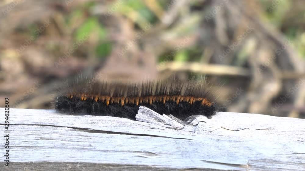 Macro close-up of a Fox Moth caterpillar crawling on the white wood log on a sunny day. Macro close-up of a Fox Moth caterpillar crawling on the white wood log on a sunny day.