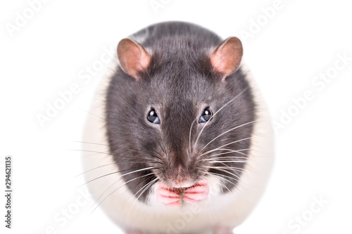Portrait of a funny sly rat isolated on white background