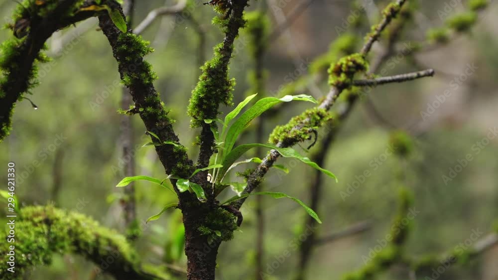 Close up of greenery green plant growing on wet tree trunk leaf swing in the wind with moss moisture forest detail nature 4k footage